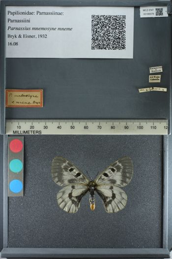 Media type: image;   Entomology 180079
